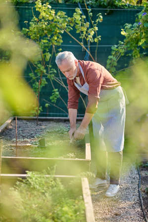 Gray-haired gardener raking the ground and looking busyの写真素材