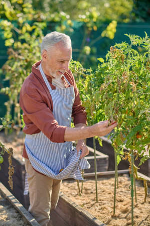Gray-haired mature man working in the hreenhouseの写真素材