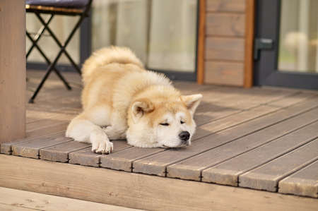 Shiba inu dog lying sleeping on porch of houseの写真素材