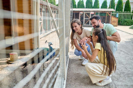 A family looking at the peacock at the zooの写真素材