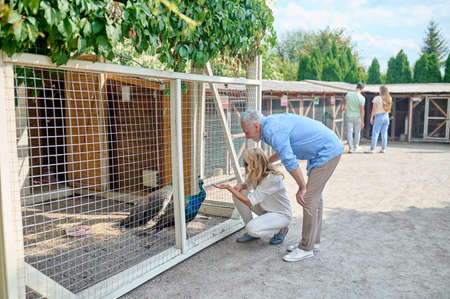 A family looking at the peacock at the zooの写真素材