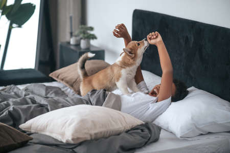 A boy laying in bed and a dog together with himの写真素材
