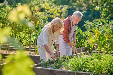 Woman and man loosening soil in gardenの写真素材