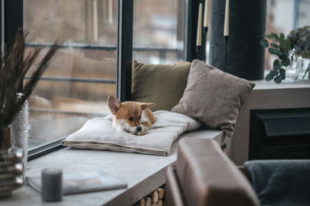 Little cute puppy on the pillow in the room