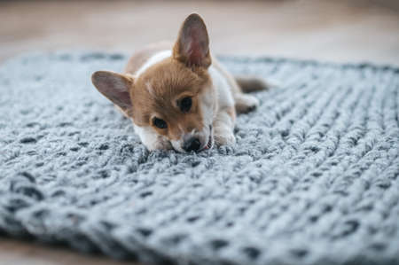 A cute little puppy on the floorの写真素材