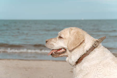 Cute adult Labrador Retriever at the seasideの写真素材
