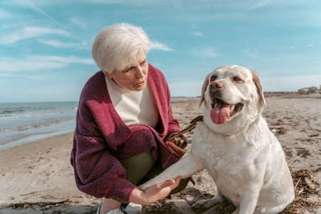 Concentrated elderly lady training her dog at the seasideの写真素材