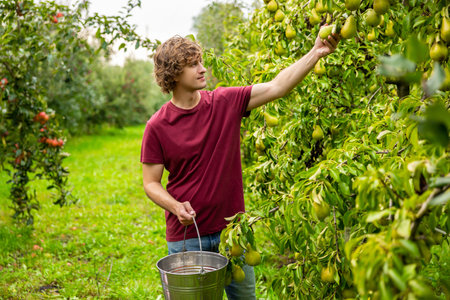 Orchardman harvesting fresh fruit in the garden