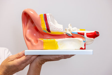 Close up picture of ear modelの写真素材