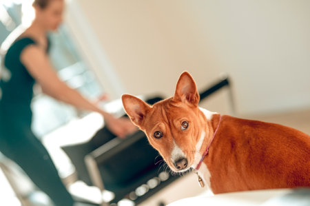 Dog with woman setting up Pilates machine in sport studio on backgroundの写真素材