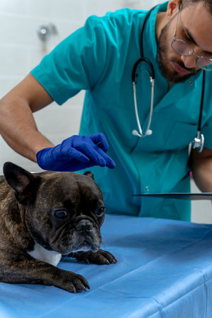 Male veterinarian examining dogs ears and looking involved
