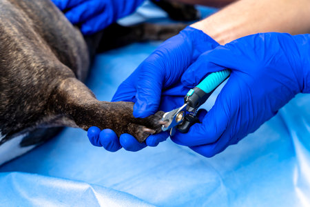Veterinarians cutting claws to a dog in a veterinary clinicの写真素材