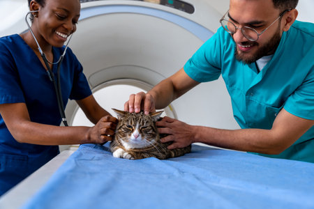Colleagues veterinarians examining a cat and looking positiveの写真素材