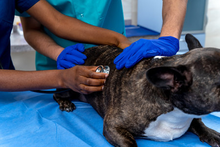 Close up of human hands with stethoscope examining a dogの写真素材