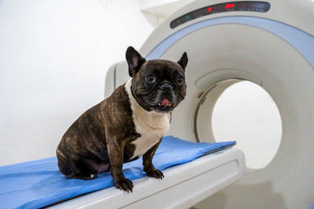 Cute dog sitting on the MRI and waiting for the procedureの写真素材