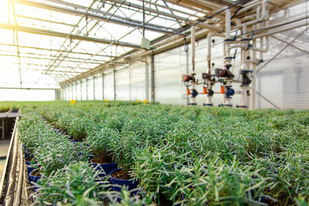 Picture of a modern glasshouse and many plants in a rowの写真素材