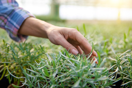 Close up picture of a female hand touching the plantsの写真素材