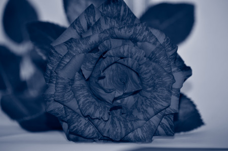 Close-up of an unusually beautiful dark rose on a delicate backgroundの写真素材