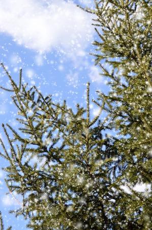 Fir branches in the snow against the blue skyの写真素材