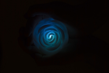 artificial rose with illumination on a black backgroundの写真素材