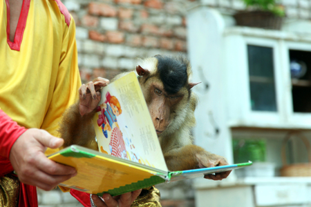Circus monkey reading a big bookの写真素材