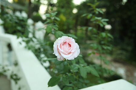 Large delicate rose against the background of a blurred garden and terraceの写真素材