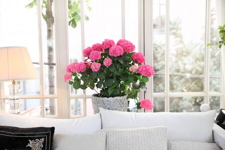Sunny morning mood in the window of a cozy houseのeditorial素材