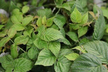 Natural leaves of the raspberry Bush that is used in tea and bouquets