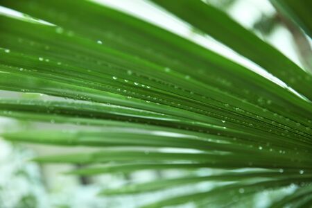 Drops of water from the rain on the blurred green leaves of a palm tree