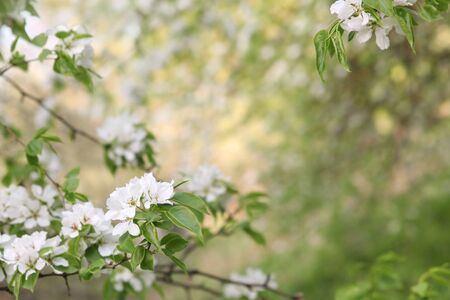 White flowers of Apple tree on blurred background of a blooming garden