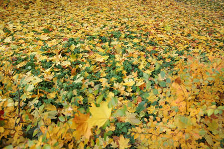 Autumn, a lot of yellow fallen leaves mixed with green plants a huge space on the ground