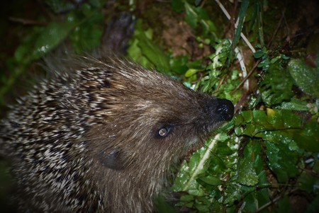 porcupine Sardiniaの写真素材