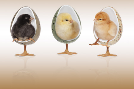 Easter chicks a rest in chairs on a brown background, additionally included clipping pathの写真素材