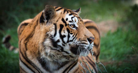 Close-up of wild tiger in the Wildernessの写真素材
