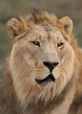 Majestic male African lion king of the jungle - Mighty wild animal of Africa in natureの写真素材