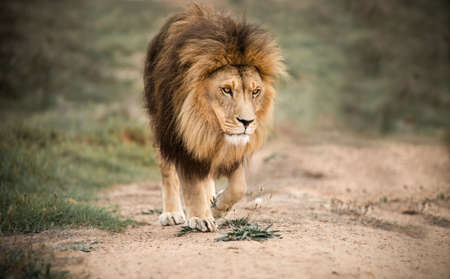 Majestic male African lion king of the jungle - Mighty wild animal of Africa in natureの写真素材