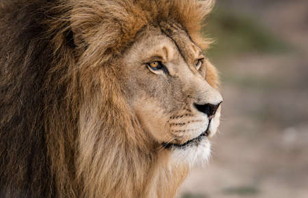 Majestic male African lion king of the jungle - Mighty wild animal of Africa in natureの写真素材
