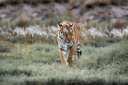 Tiger wildlife scene. Great big cat in nature. This powerful predator is the largest living cat species. Endangered animal in natural habitat.の写真素材