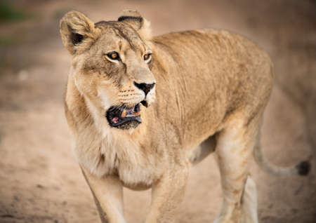 Majestic African lioness Queen of the jungle - Mighty wild animal of Africa in natureの写真素材