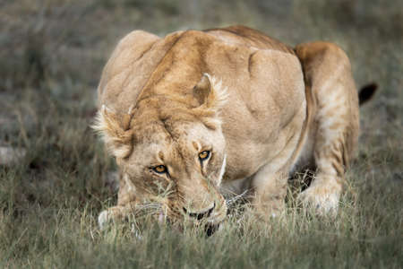 Majestic African lioness Queen of the jungle - Mighty wild animal of Africa in natureの写真素材