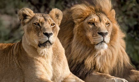 Majestic African lion couple loving pride of the jungle - Mighty wild animal of Africa in natureの写真素材