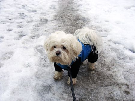 dog for a walk, a winter snow      の写真素材