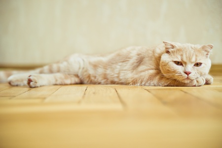 Scottish fold cat lying on the parquet floor at homeの写真素材
