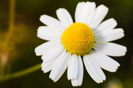Daisy in summerの写真素材