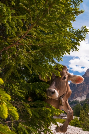 Cow comes around the cornerの写真素材