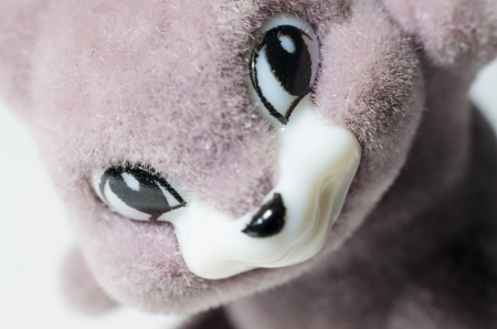Rabbit from the frontの写真素材
