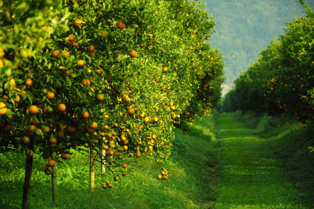Orange treesの素材