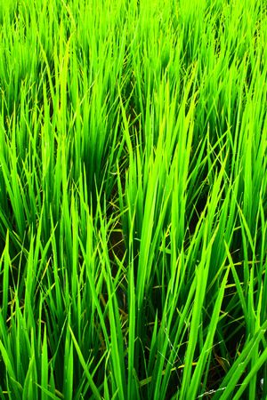 Rice Farmの写真素材