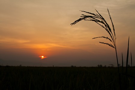 silhouette landscape, rice and sunset, take in farmの写真素材