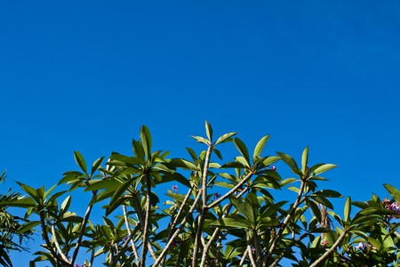 take in rural farm in Chiangrai Province,Thailandの写真素材